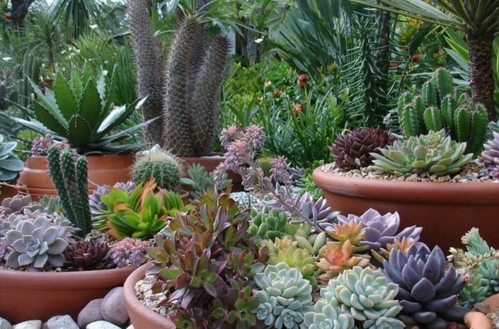 Cactus Gardening Information